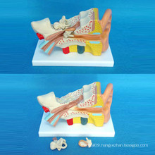 Ear Anatomical Demonstration Model for Medical Teaching (R070103)